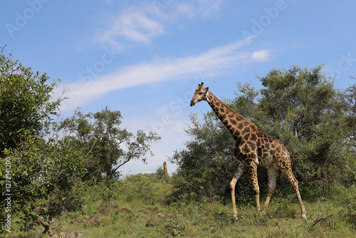 Photography Giraffe / Giraffe / Giraffa camelopardalis
