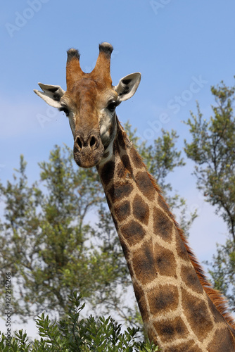Photography Giraffe / Giraffe / Giraffa camelopardalis