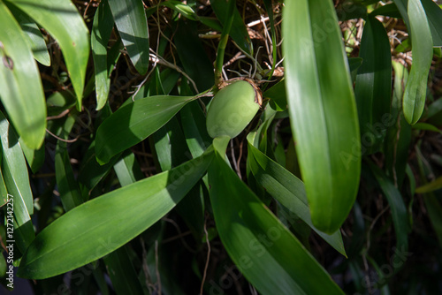 Cyrtochilum flexuosum -orchid photo