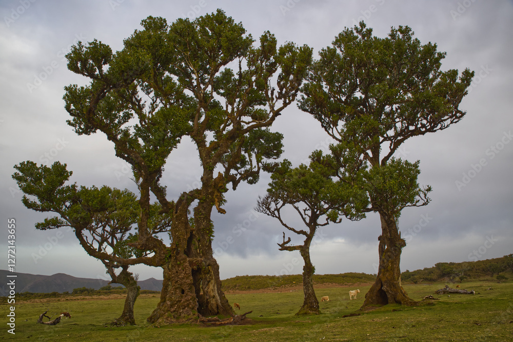 Trees of strange forms in absolute fog. A winter day. On the way to Pico Ruivo, the highest point of the Portuguese island of Madeira. Trees of strange forms in absolute fog. A winter day. On the way to Pico Ruivo, the highest point of the Portuguese island of Madeira.