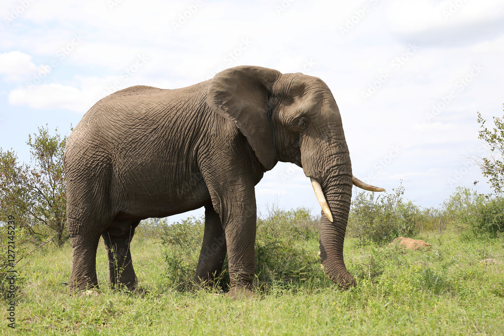 Obraz premium Afrikanischer Elefant / African elephant / Loxodonta africana
