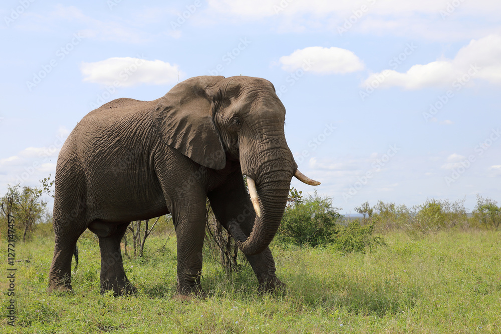Fototapeta premium Afrikanischer Elefant / African elephant / Loxodonta africana