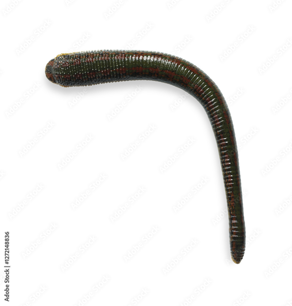 One medicinal leech isolated on white, top view One medicinal leech isolated on white, top view
