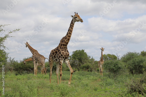 Photography Giraffe / Giraffe / Giraffa camelopardalis