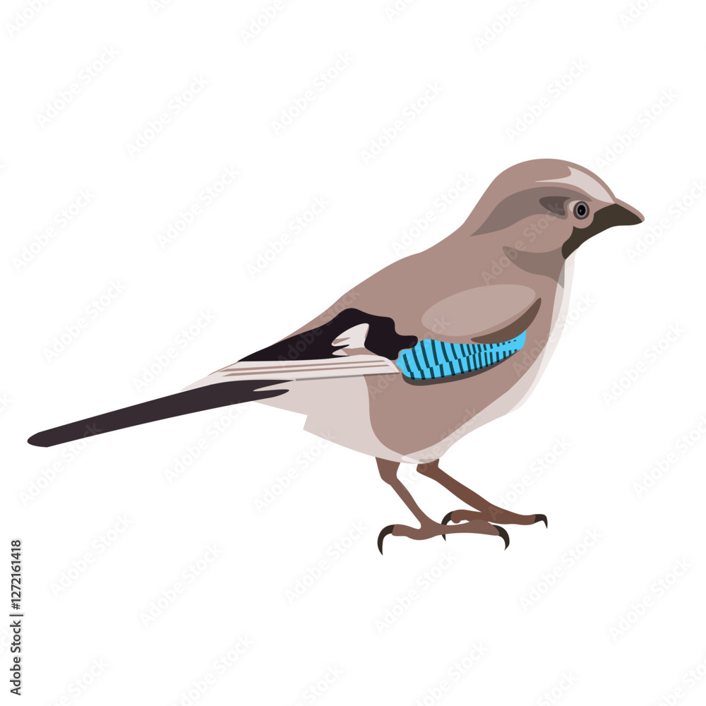 Obraz premium Eurasian jay bird. Vector illustration isolated on a white background