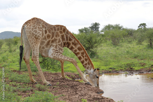 Photography Giraffe / Giraffe / Giraffa camelopardalis