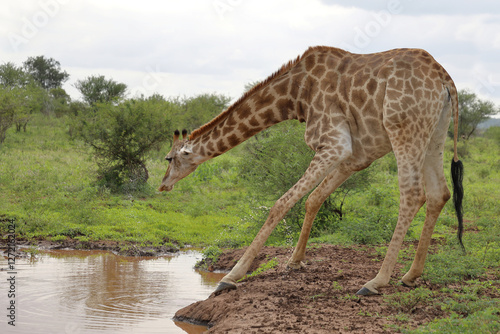 Photography Giraffe / Giraffe / Giraffa camelopardalis
