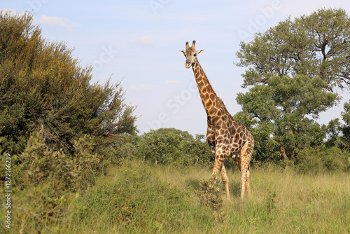 Photography Giraffe / Giraffe / Giraffa camelopardalis