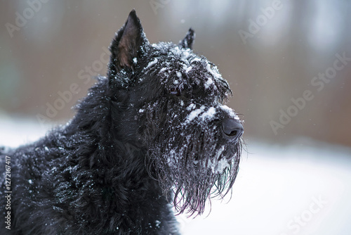 The portrait of a cute black Giant Schnauzer dog with cropped ears posing outdoors in winter with a snowy muzzle photo