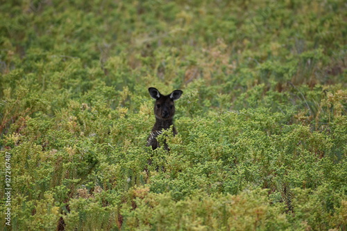 Un kangourou sur Kangaroo Island ou île Kangourou Grande Baie australienne (océan Indien) AUSTRALIE  photo