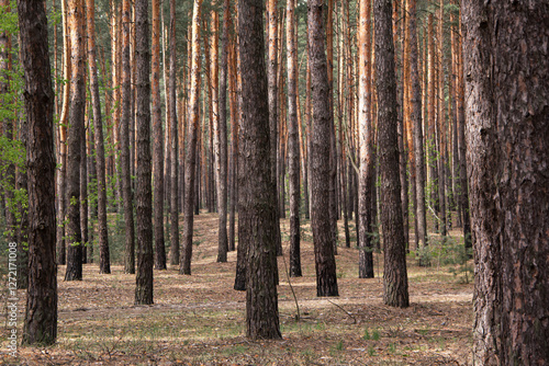 Landscape with pine forest on a sunny day