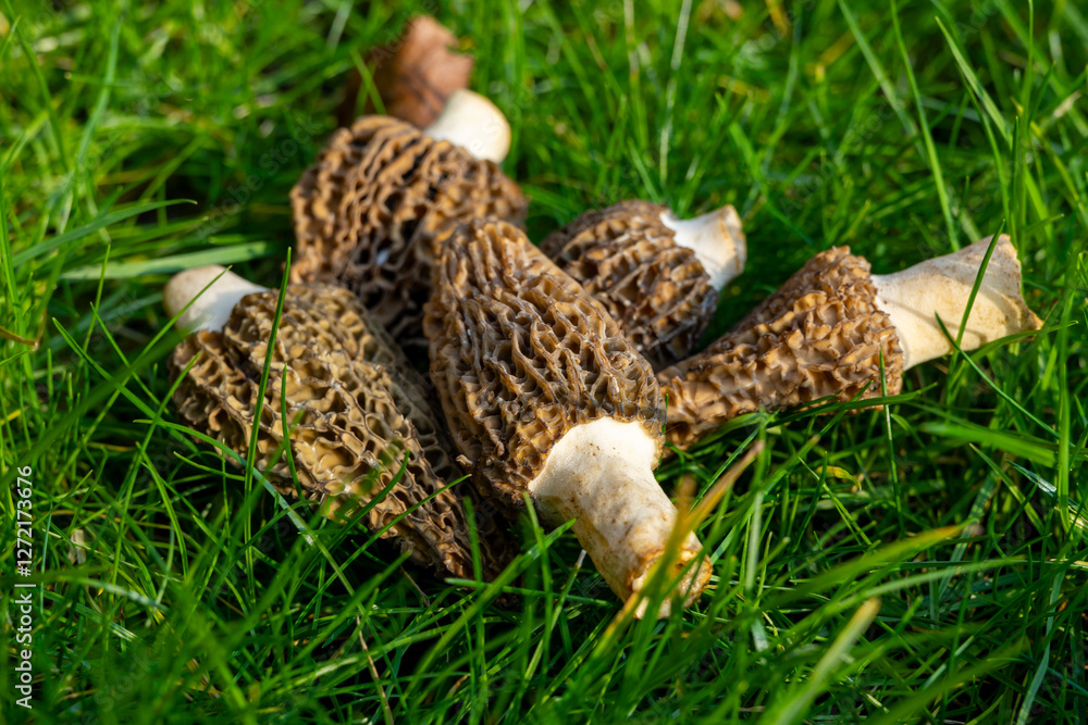 Growing wild spring mushrooms morchellas or true morels edible sac fungi for gourmet cooks, in Catalan and French cuisine, in green grass, harvest on morels in spring