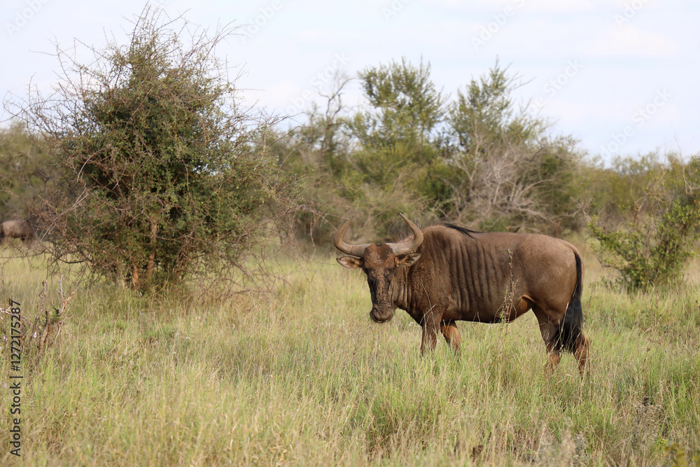 Streifengnu / Blue wildebeest / Connochaetes taurinus Streifengnu / Blue wildebeest / Connochaetes taurinus