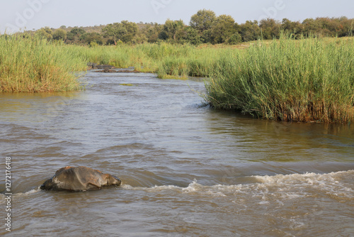 Krüger Park - Afrikanischer Busch - Olifants River/ Kruger Park - African bush - Olifants River/ photo