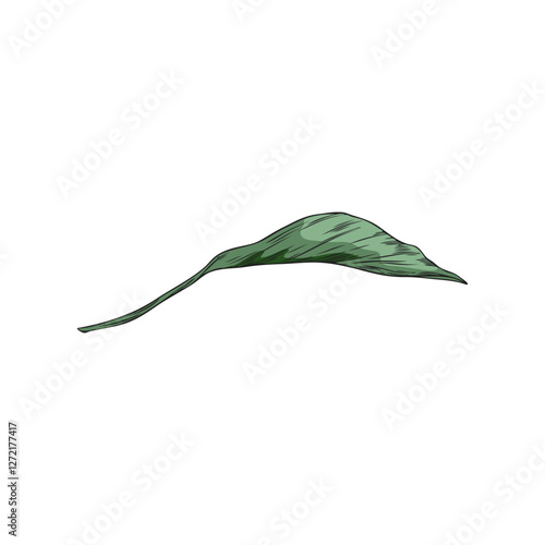 Green leaf vector sketch, summer garden Turmeric foliage, tea herb, medicinal plant, hand drawn floral design element