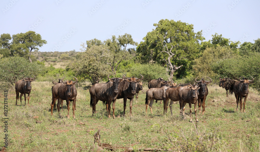 Streifengnu / Blue wildebeest / Connochaetes taurinus Streifengnu / Blue wildebeest / Connochaetes taurinus