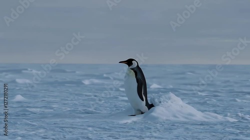 Penguin standing on ice in a vast snowy landscape