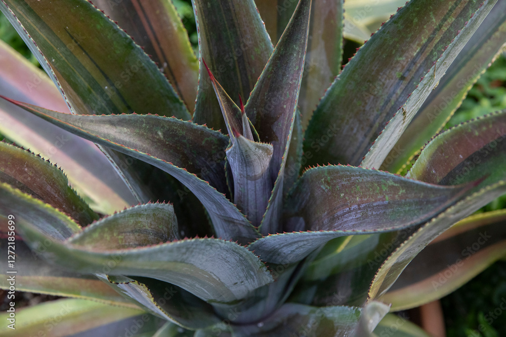 Fototapeta premium Life on mars agave