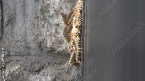 Large Group of Processionary Caterpillars Forming a Cluster