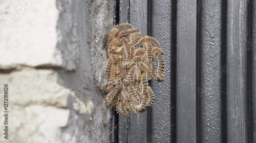 Large Group of Processionary Caterpillars Forming a Cluster
