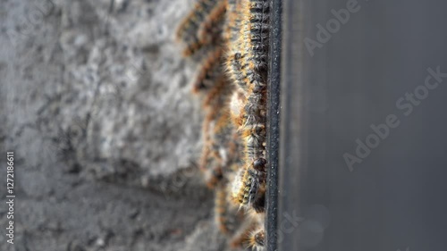 Large Group of Processionary Caterpillars Forming a Cluster
