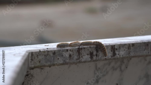 Processionary Caterpillars Moving in a Perfect Line in Nature