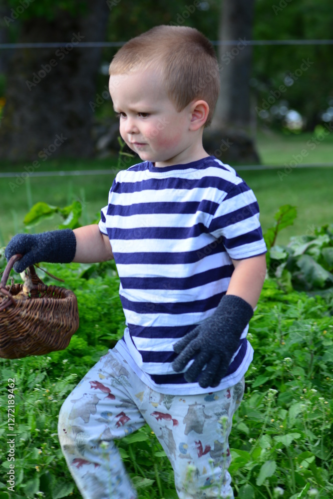 A toddler boy is harvesting vegetables in the garden-bed. Kid is holding small basket with vegetables in countryside.