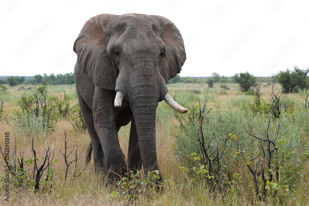 Fototapeta premium Afrikanischer Elefant / African elephant / Loxodonta africana