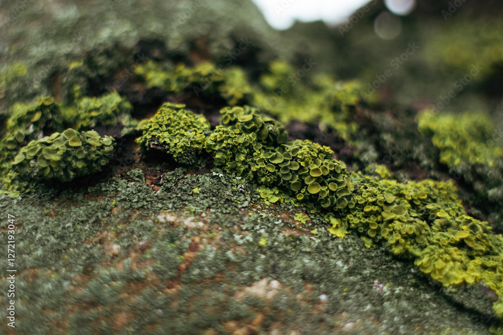 moss on the tree close-up moss on the tree close-up
