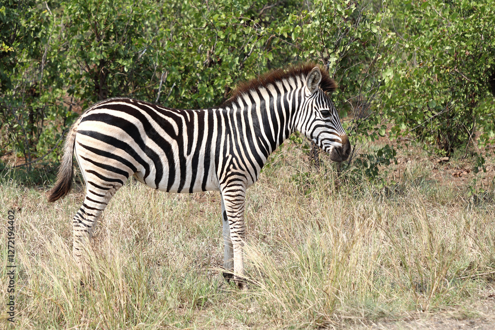 Steppenzebra / Burchell's zebra / Equus quagga burchellii Steppenzebra / Burchell's zebra / Equus quagga burchellii