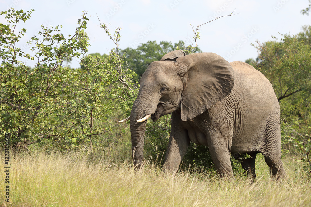 Fototapeta premium Afrikanischer Elefant / African elephant / Loxodonta africana