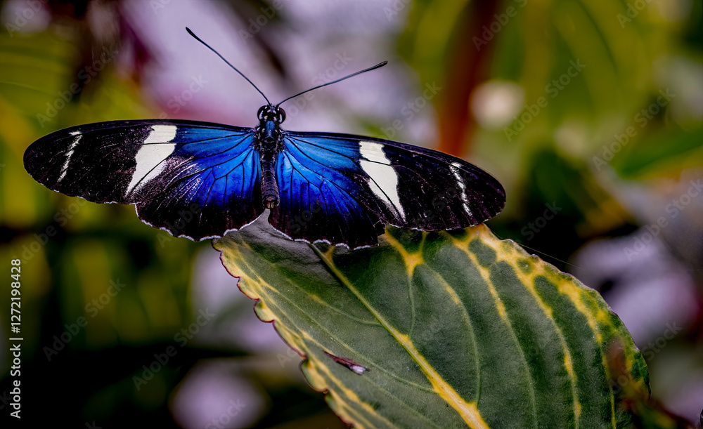Close-up of butterfly in meadow garden setting with exotic colors in Springtime environment