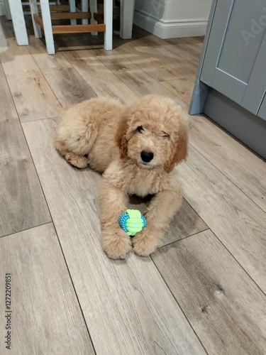 Doodle Puppy laying on floor with ball