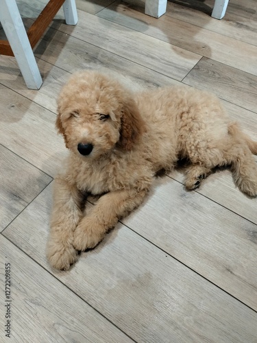 Puppy laying on the floor 