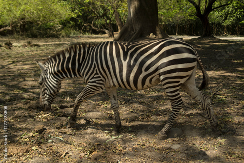 zebra in the wild