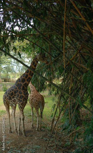 Photography giraffe in the zoo