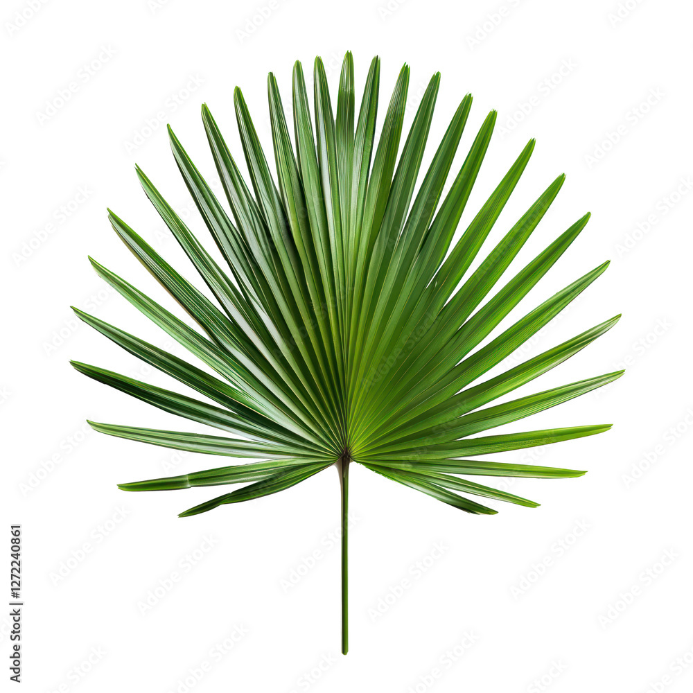 Fototapeta premium PNG Green palm leaf arecaceae plant tree.