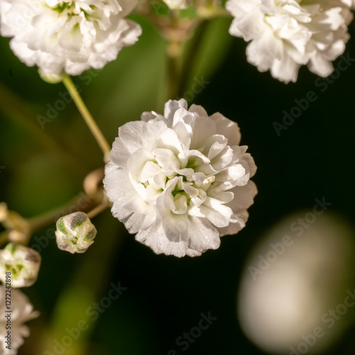 Achillea ptarmica Marshmallow, close-up, macro photo