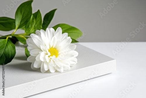 Single delicate white daisy resting on a seamless white surface, soft natural shadows adding depth, modern and sophisticated floral presentation, high-quality clarity