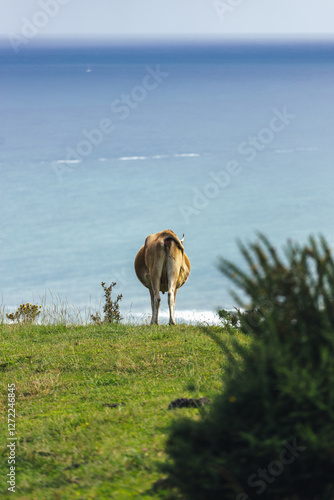 Cow in Euskadi mountain