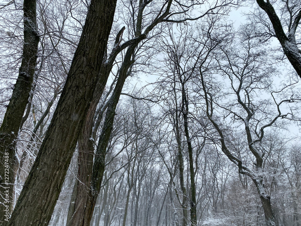 Fototapeta premium trees in winter