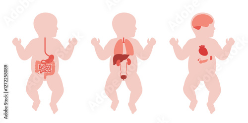 Human internal organs