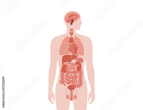 Human internal organs