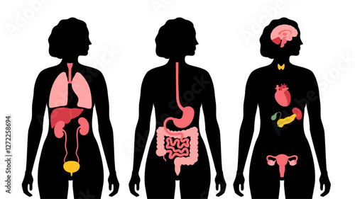 Human internal organs