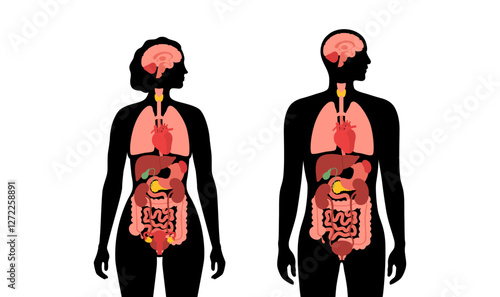 Human internal organs