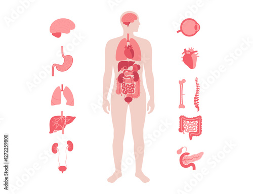 Human internal organs