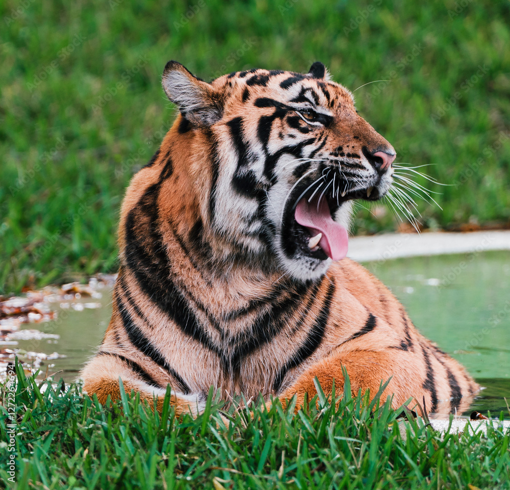 Fototapeta premium tiger in the forest 