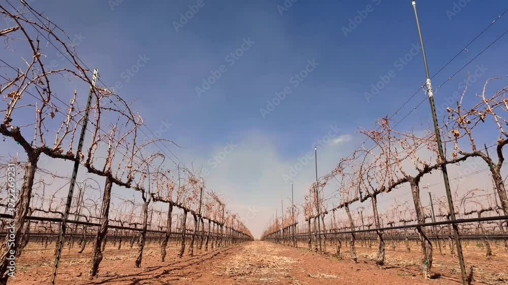 Viñedo en epoca de sequia, uvas secas por el calor en epoca de poca agua, campo de uvas seco Viñedo en epoca de sequia, uvas secas por el calor en epoca de poca agua, campo de uvas seco