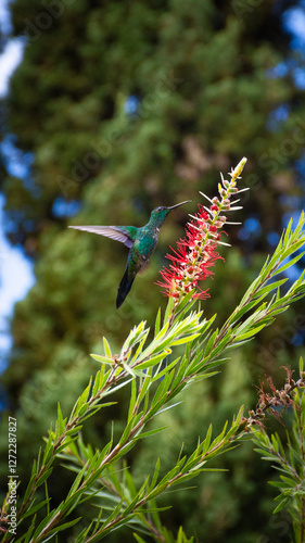A stunning hummingbird in mid-flight, feeding on nectar from a vibrant red flower. The blurred green background highlights its iridescent feathers and delicate movement.