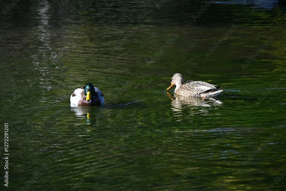 Ducks (mallards and teals) in a pond. Anseriformes Anatidae waterfoel. Ducks (mallards and teals) in a pond. Anseriformes Anatidae waterfoel.